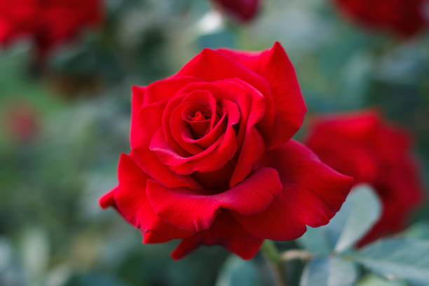 istock Red rose on a green background 1021640934