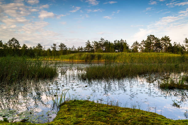 istock Summer landscape over a wild river 1021641566