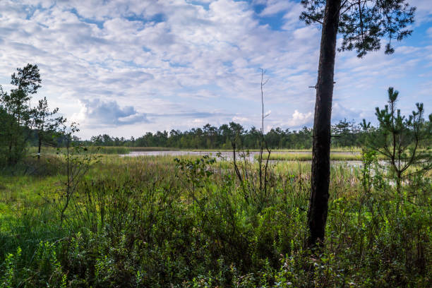 istock Summer landscape over a wild river 1021641576