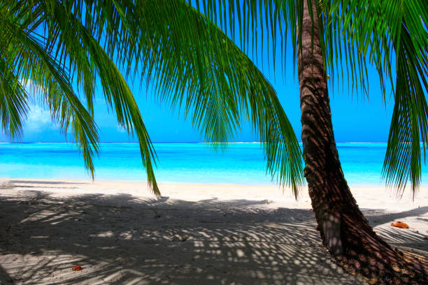 istock Dream beach with palm trees on white sand and turquoise ocean 1021644608