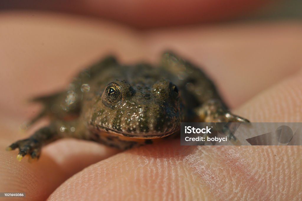 Gelbbauchunke (Geburtshelferkröte Variegata) - Lizenzfrei Amphibie Stock-Foto