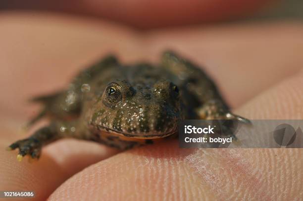 Yellowbellied Toad Stock Photo - Download Image Now - Amphibian, Animal, Animal Wildlife