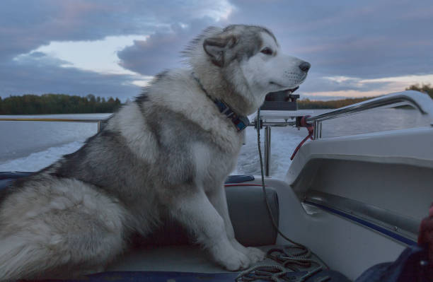 istock Malamute on a boat, love of speed 1021645464