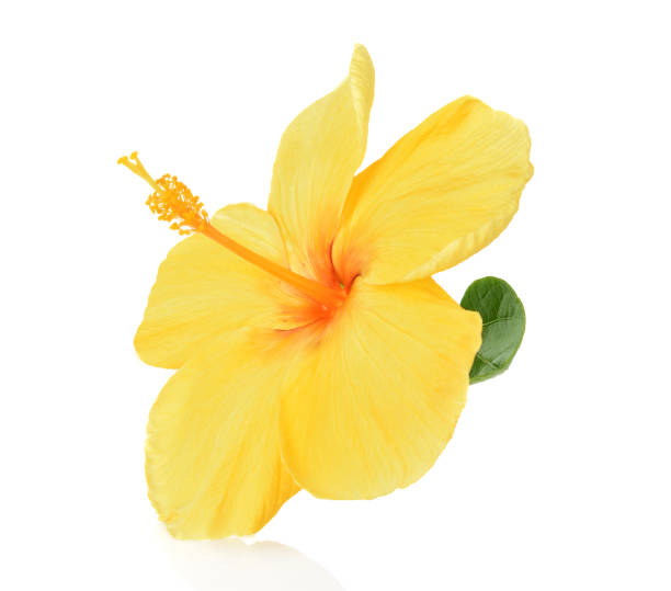 istock Yellow hipiscus isolated on white background 1021647654