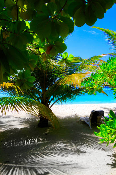 istock Dream beach with palm trees on white sand and turquoise ocean 1021647844