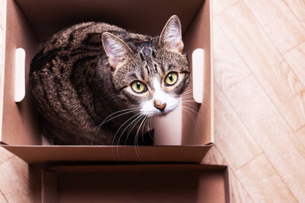 istock funny, cute cat sits in a cardboard box, 1021648198