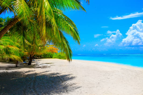istock Dream beach with palm trees on white sand and turquoise ocean 1021648320