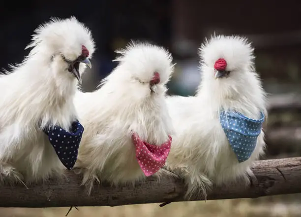 Photo of American Silkie Chicken roosters clinging on timber