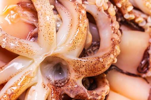 food background of raw squid prepared for cooking