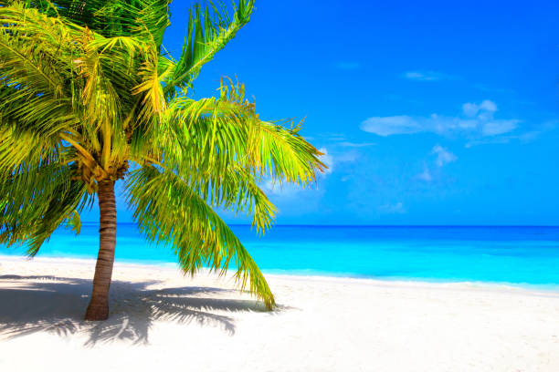 istock Dream beach with palm tree on white sand and turquoise ocean 1021656036