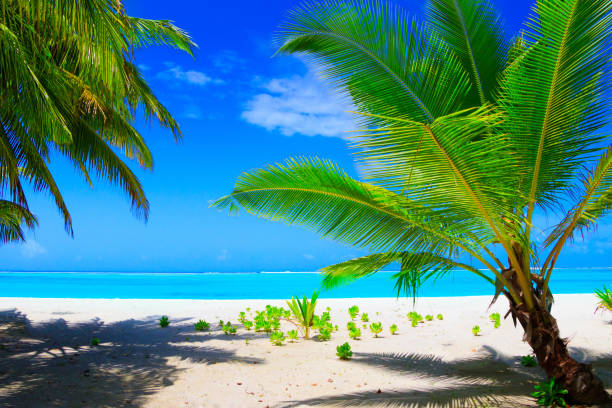tropical beach in Sri Lanka . Summer holiday and vacation concept for tourism.