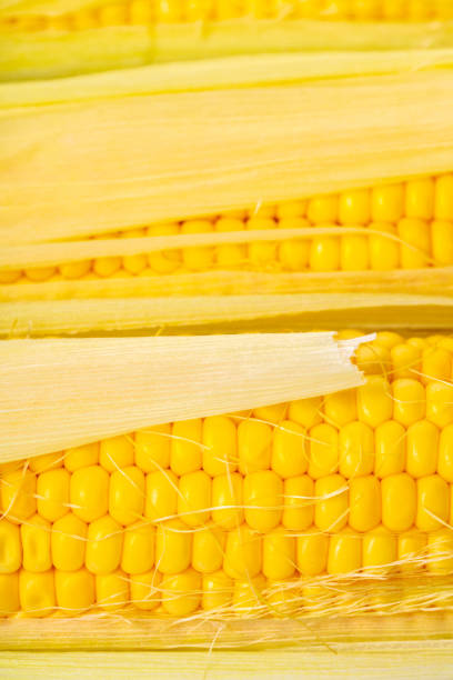 istock texture of corn cobs closeup 1021656380