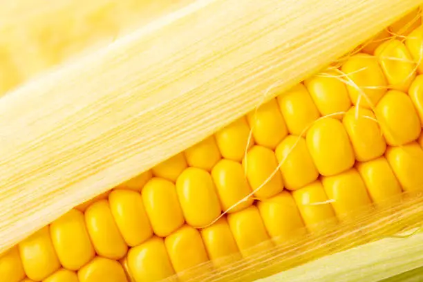 Photo of texture of corn cobs closeup