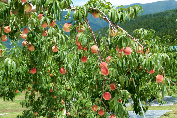 istock Peach of fresh orchard. 1021656468