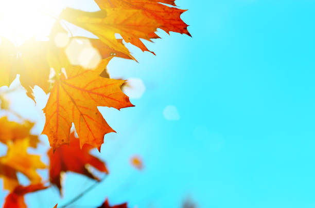 istock Yellow and Red maple leaves during fall season against sunny blue sky 1021656514