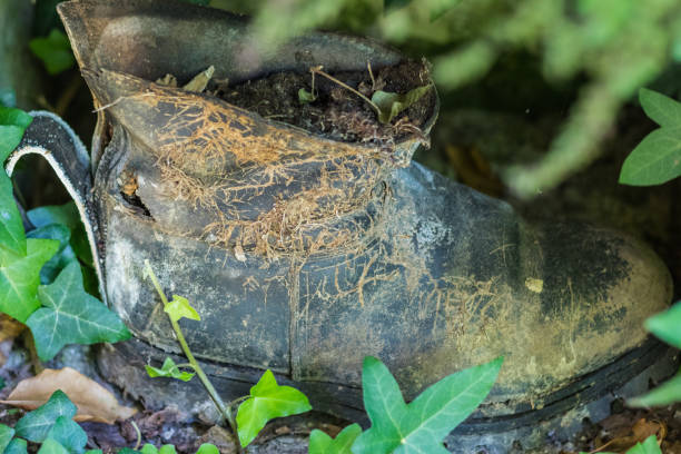 istock Old shoe in the overgrown wall niche 1021656636