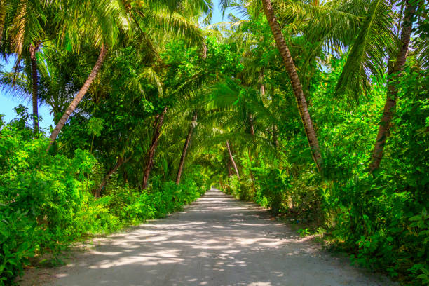 A road in the middle of the forest