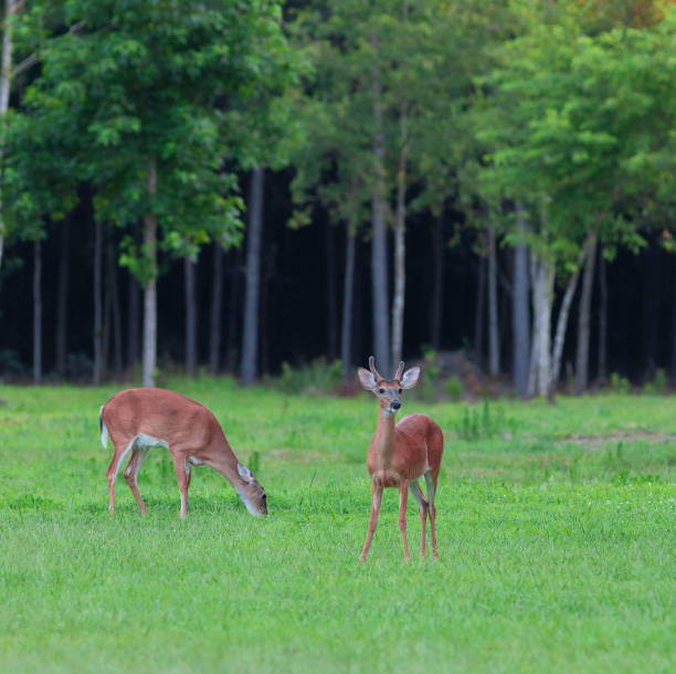 istock Whitetal doe and buck 1021661894