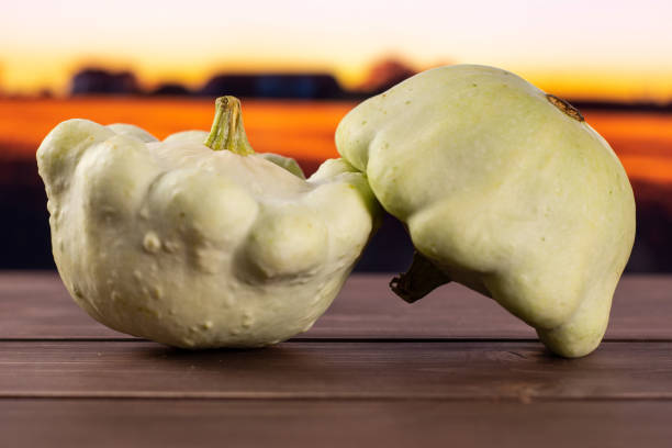 lato biały pattypan squash z jesiennym polem - pattypan squash zdjęcia i obrazy z banku zdjęć