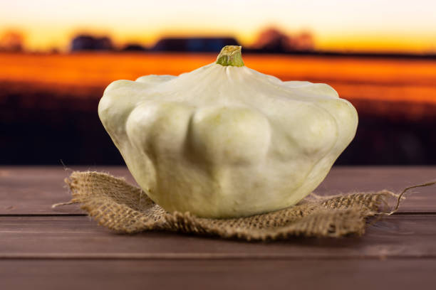 summer white pattypan squash with autumn field - pattypan squash imagens e fotografias de stock