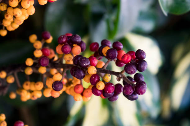 istock berries of the forest 1021664732