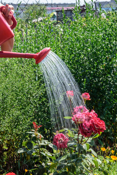 istock Girl watering plants from watering cans 1021665476