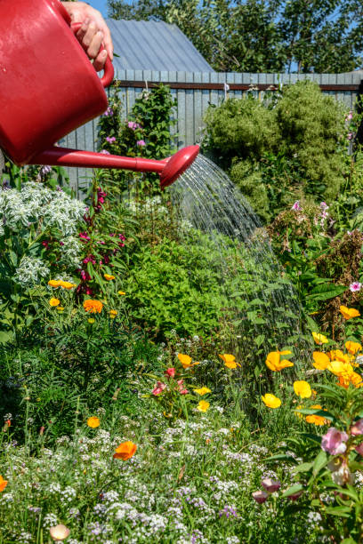 istock Girl watering plants from watering cans 1021665616