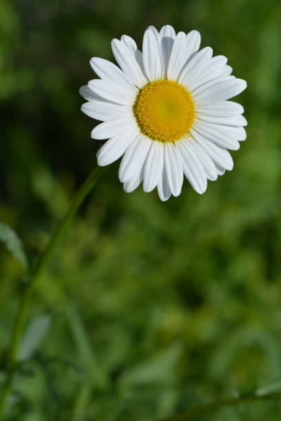 branco flor - whiteweed - fotografias e filmes do acervo