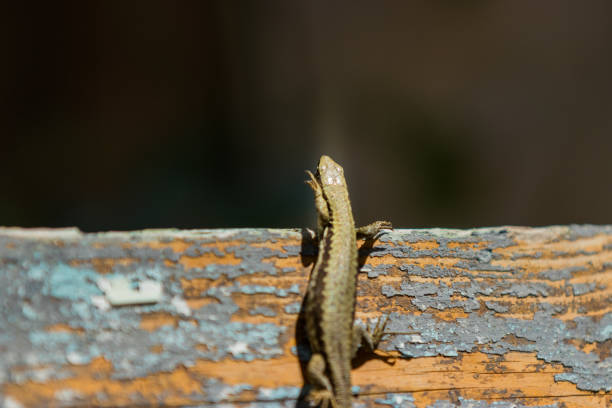 Cute lizard taking sun on a wood isolated