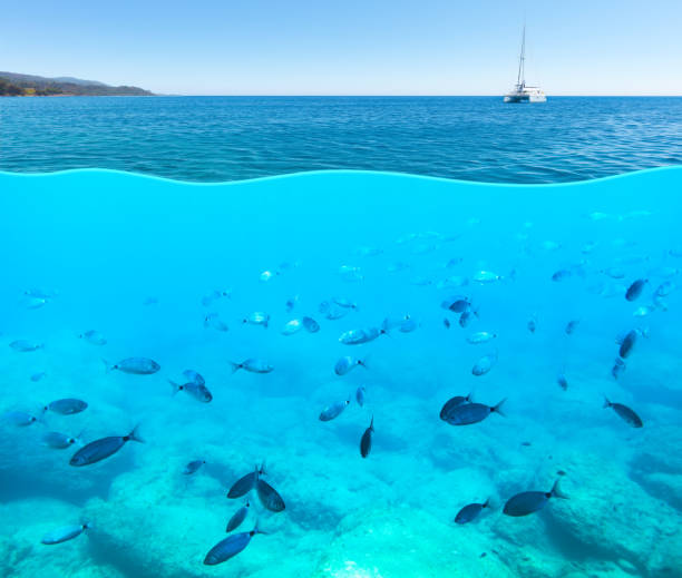 Engine motor boat propeller underwater sea surface