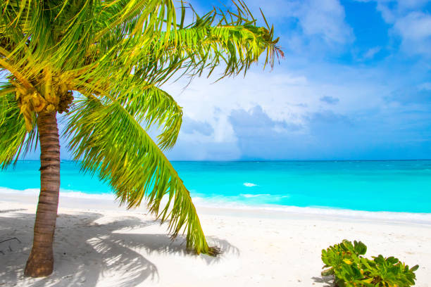 istock Dream beach with palm tree on white sand and turquoise ocean 1021674160