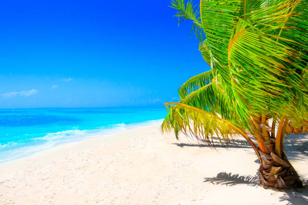 istock Dream beach with palm tree on white sand and turquoise ocean 1021674870