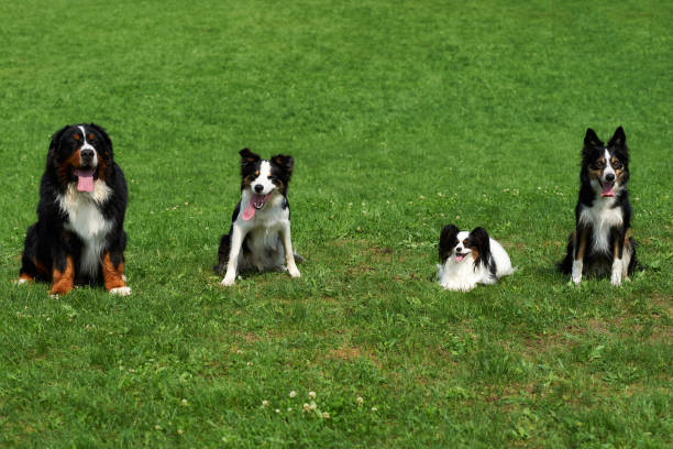 istock Group of dog sits on a meadow. 1021677052