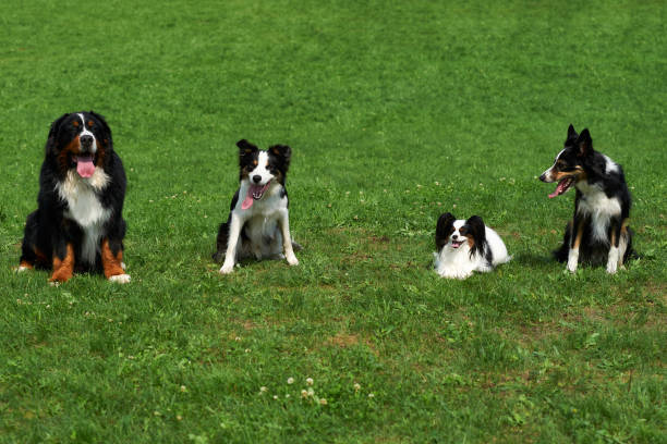 istock Group of dog sits on a meadow. 1021677072