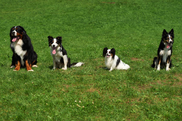 istock Group of dog sits on a meadow. 1021677106