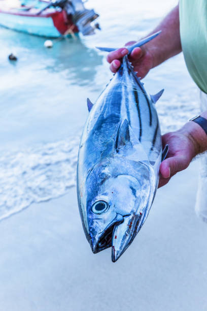 Striped Belly Tuna A fisherman holding his freshly caught striped bellied tuna on a Jamaica beach. skipjack stock pictures, royalty-free photos & images