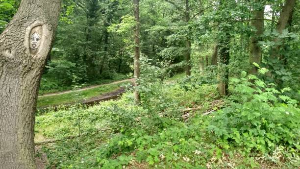 istock Superb summer park foliage 1021678782