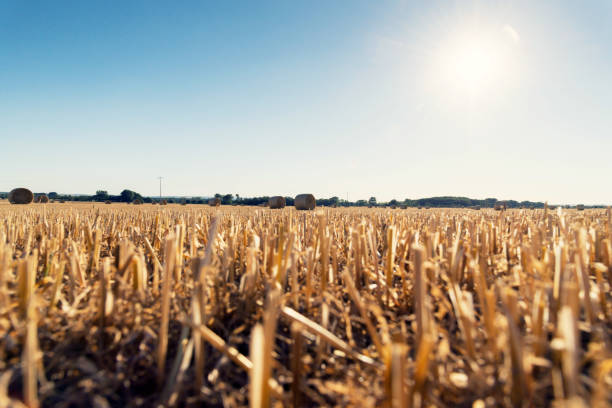 Harvested field with straw bales