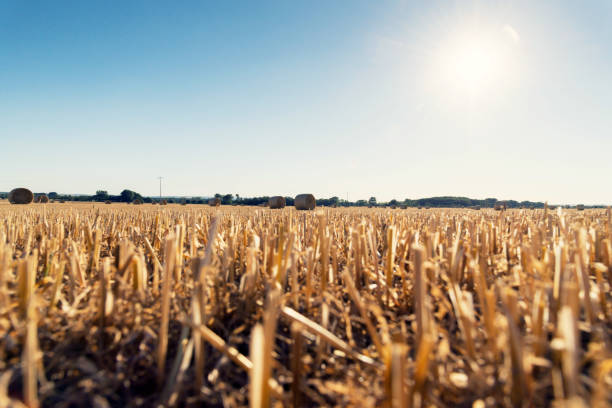 Harvested field with straw bales Harvested field with straw bales field stubble stock pictures, royalty-free photos & images