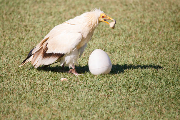 Egyptian vulture breaking plastic eggs with stones.