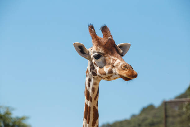 istock Giraffe head on background of blue sky 1021681284