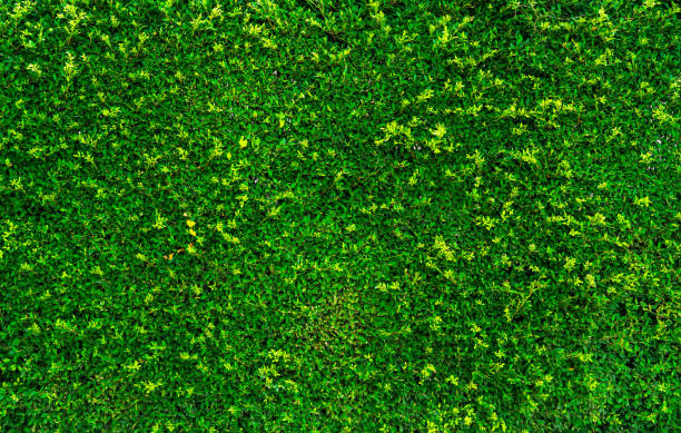 Natural green leaves background. Nature wallpaper. Eco wall. Summer background. Green leaves texture. Bush or shrub trimming. Backdrop for organic cosmetic product. Green garden hedge pattern. fondo de hojas verdes naturales. fondo de pantalla de naturaleza. pared del eco. fondo de verano. textura de hojas verdes. bush o recorte de arbustos. telón de fondo para productos cosméticos orgánicos. patrón de cobertura verde de jardín.