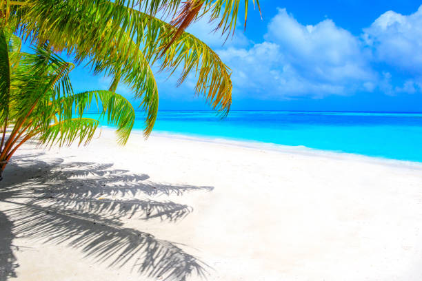istock Dream beach with palm tree on white sand and turquoise ocean 1021681498