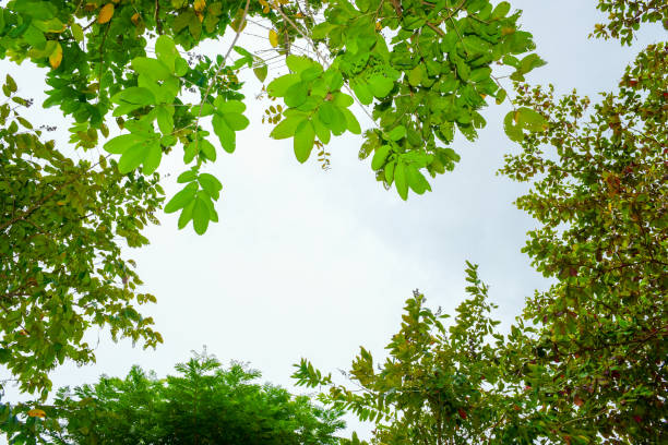istock Green leaves on bright blue sky. Beautiful blue sky on background. 1021681766