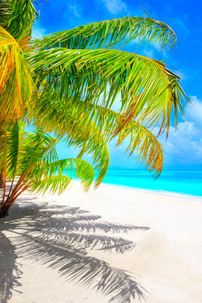 istock Dream beach with palm tree on white sand and turquoise ocean 1021681902