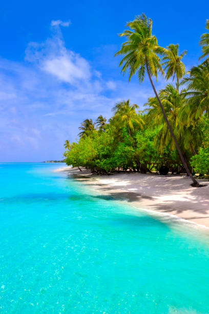 Dream beach with palm tree on white sand and turquoise ocean