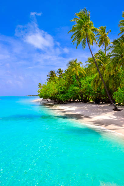Dream beach with palm tree on white sand and turquoise ocean Dream beach with palm tree on white sand and turquoise ocean maldives photos stock pictures, royalty-free photos & images