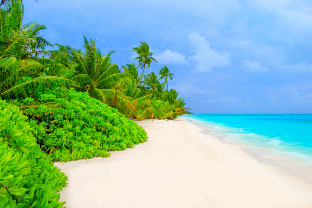 istock Dream beach with palm tree on white sand and turquoise ocean 1021684422