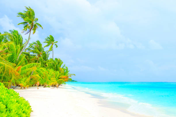 istock Dream beach with palm tree on white sand and turquoise ocean 1021684448