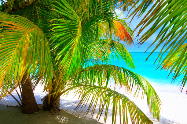 Dream beach with palm tree on white sand and turquoise ocean